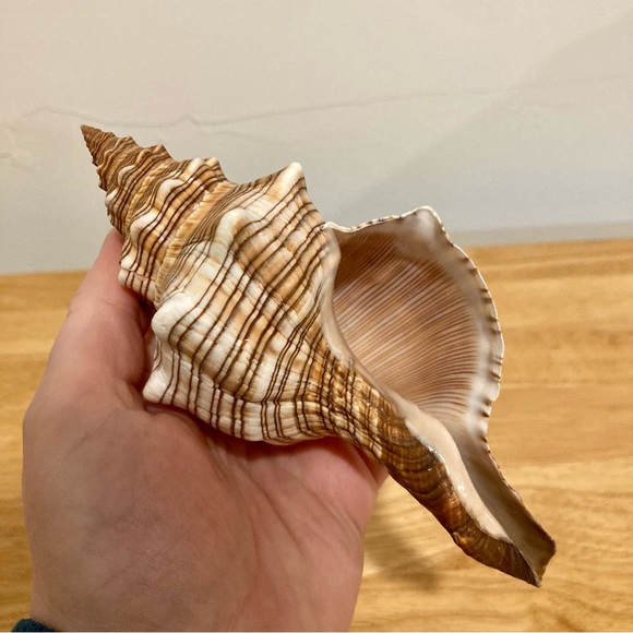 2 Shells Cream / Light Orange / Brown Neutral Decor Beach Shell - Picture 3 of 13